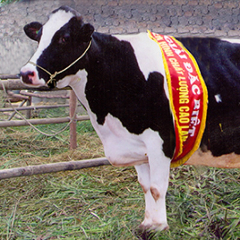 Hoa hậu bò sữa 2005