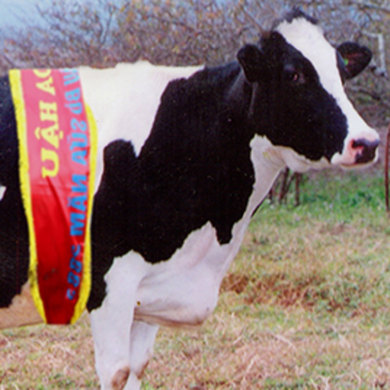 Hoa hậu bò sữa 2007