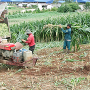trang trại Mộc Châu